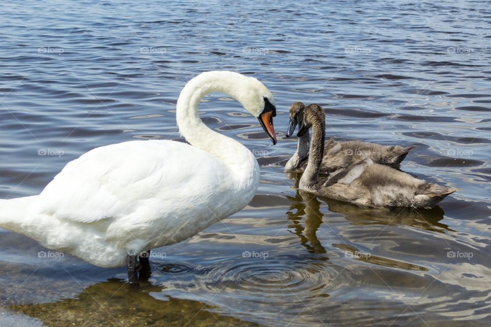 Swan family