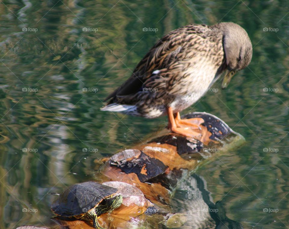 Duck and Turtle on a Log