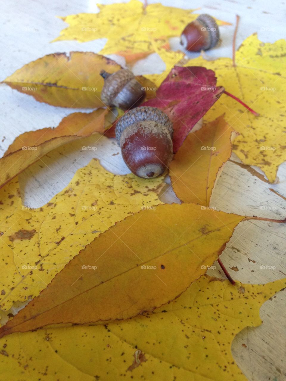 Acorn in the fall