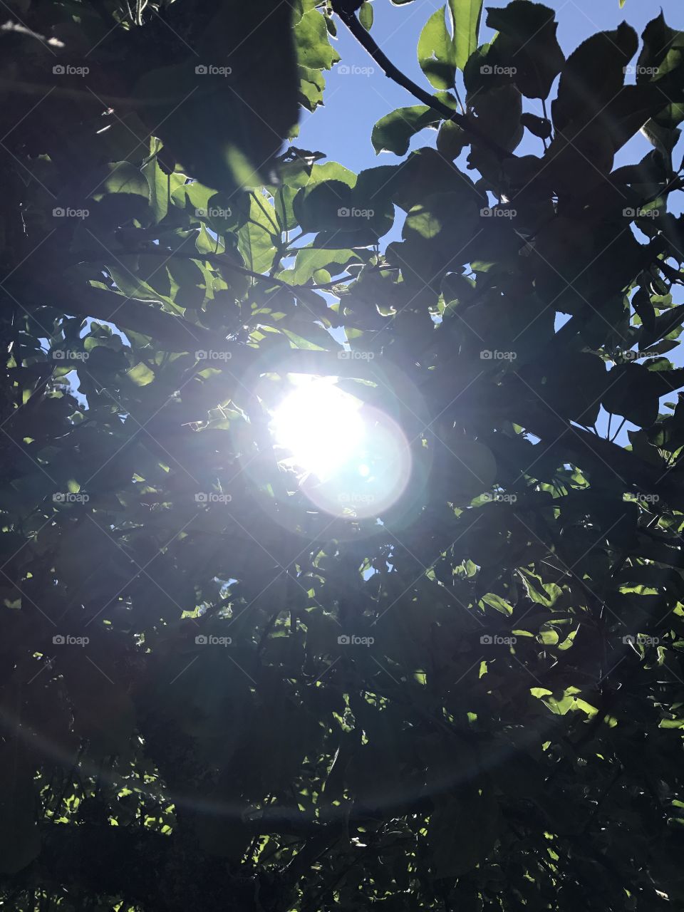 Glint of sun. Light in a tree. 