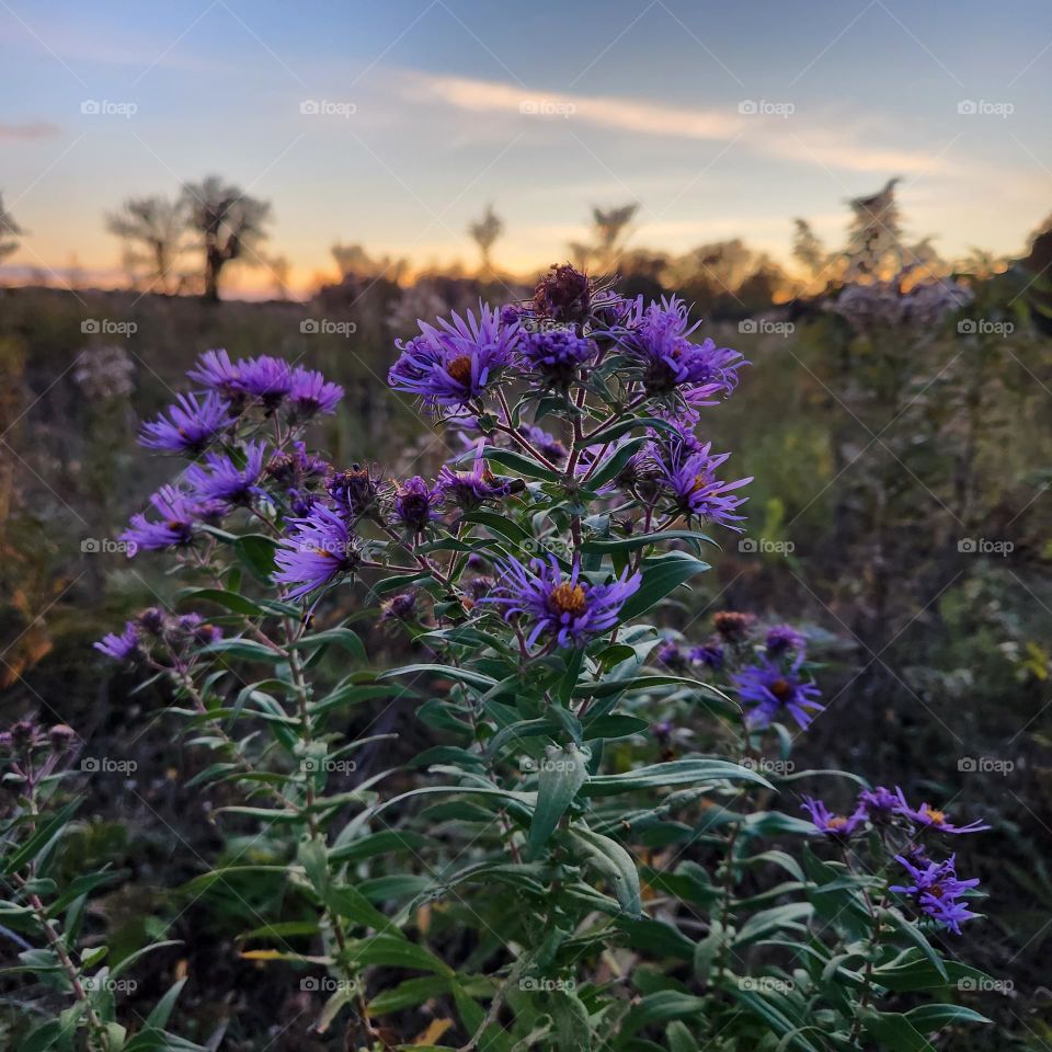 purple flowerss evening