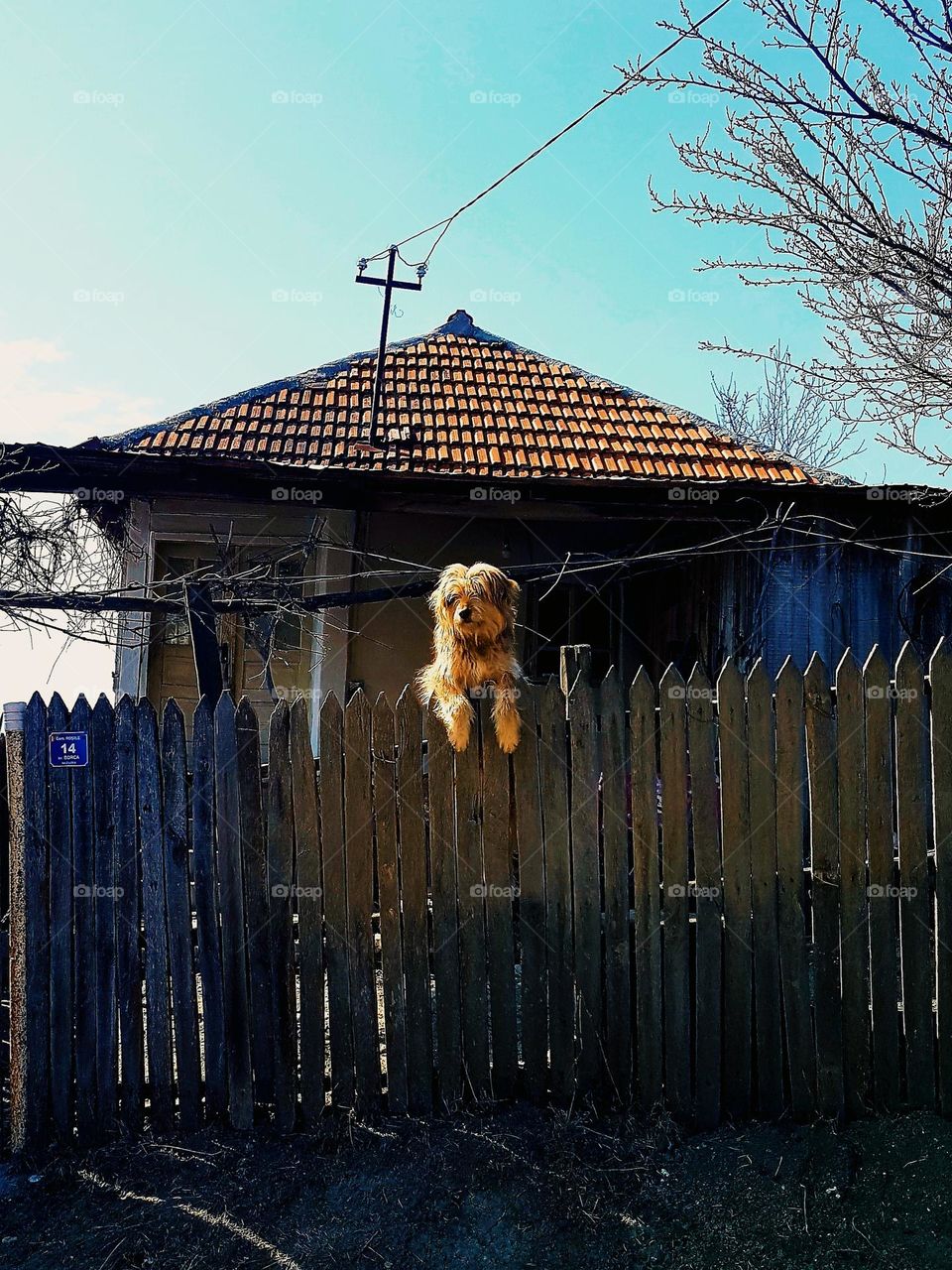 dog following the world over the wooden fence