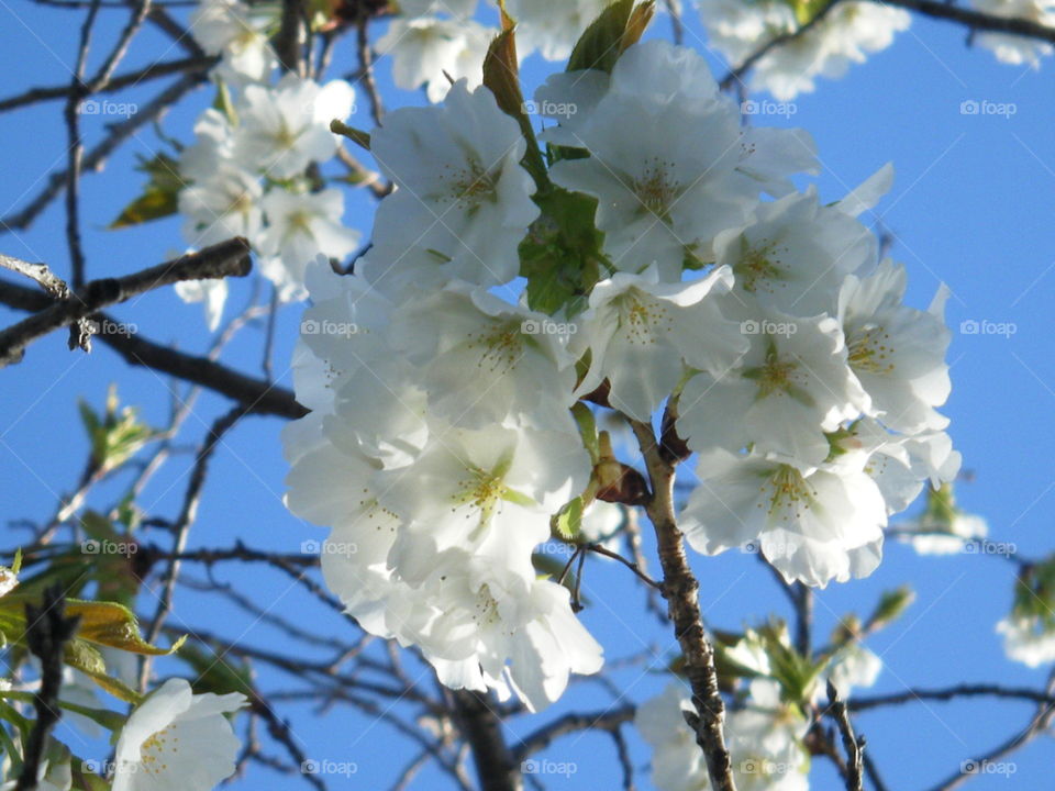 White blossoms 