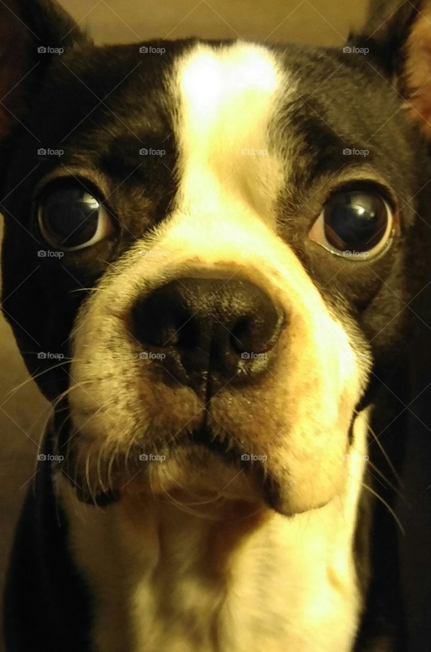 Up close with a Boston