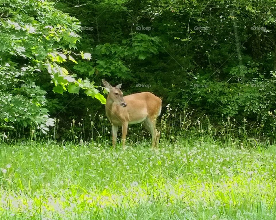 Deer  near Branson,  Missouri