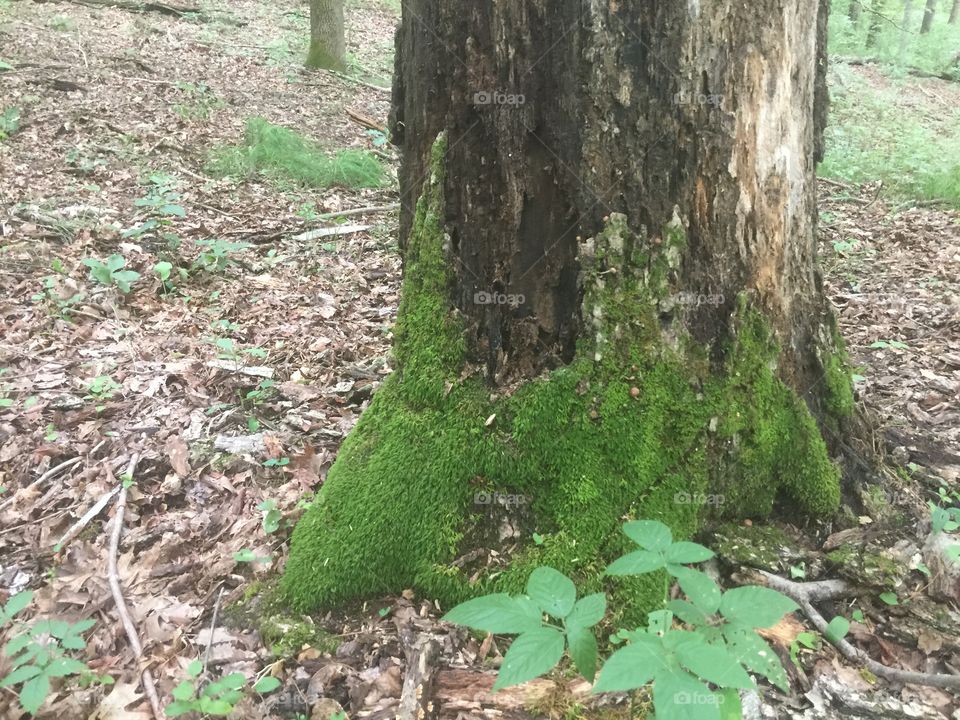 Tree moss