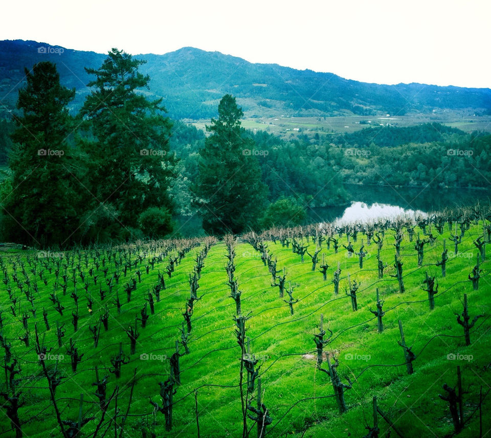 vineyard grove wine country by amymcclurephoto