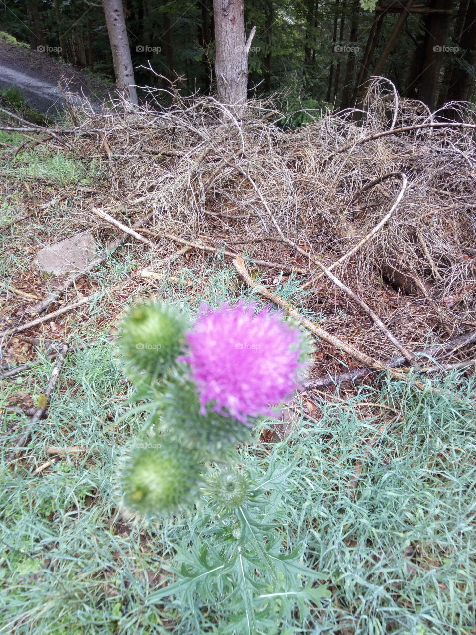 Schwarzwald in Bad Wildbad