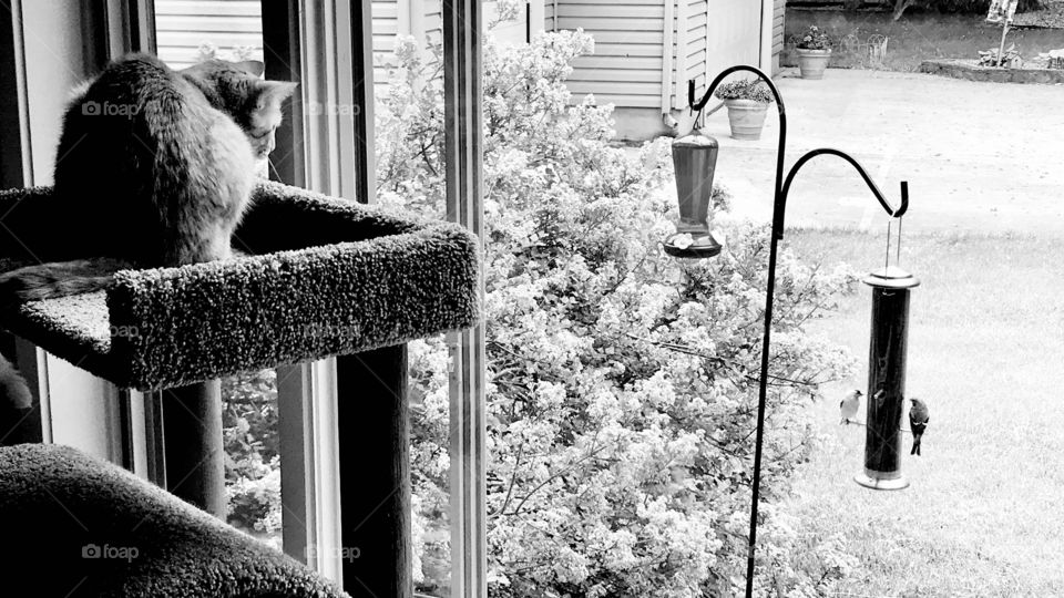 Darling black and white photo of tabby kitty watching two birds get food out of seed feeders! 