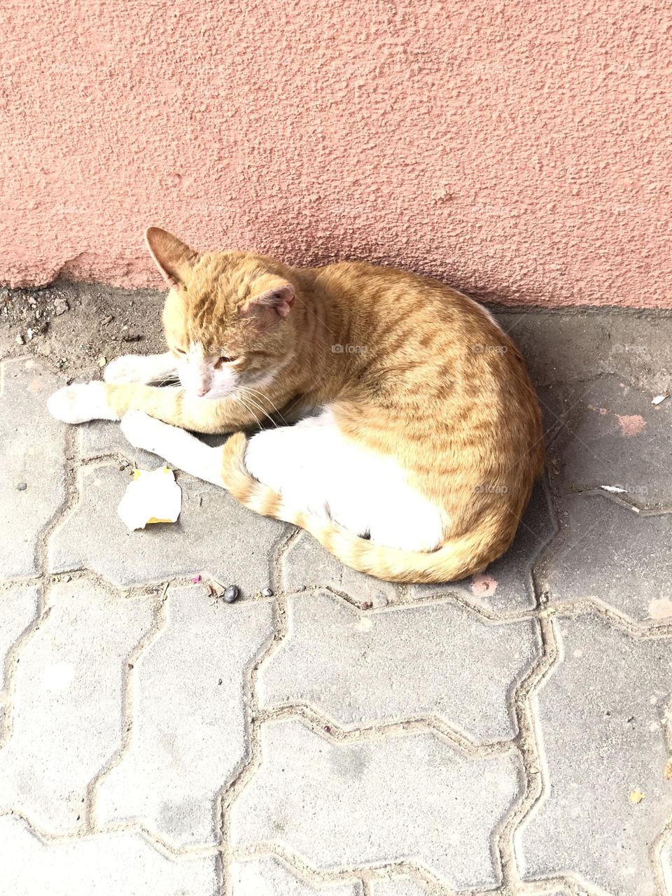 Beautiful sleeping cat 