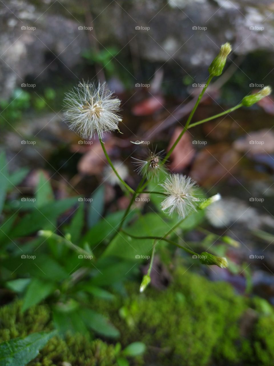 Flores branca e verde em macro.