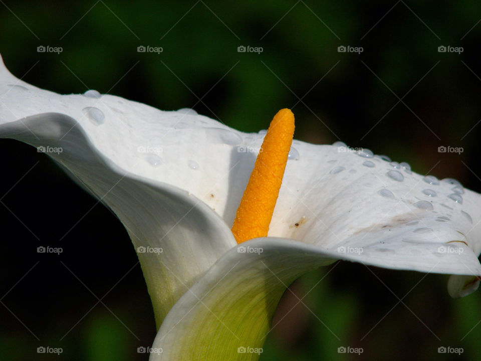 flower lilly by gatordukie