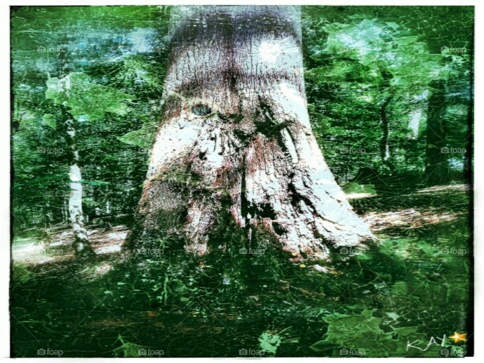 Old Tree