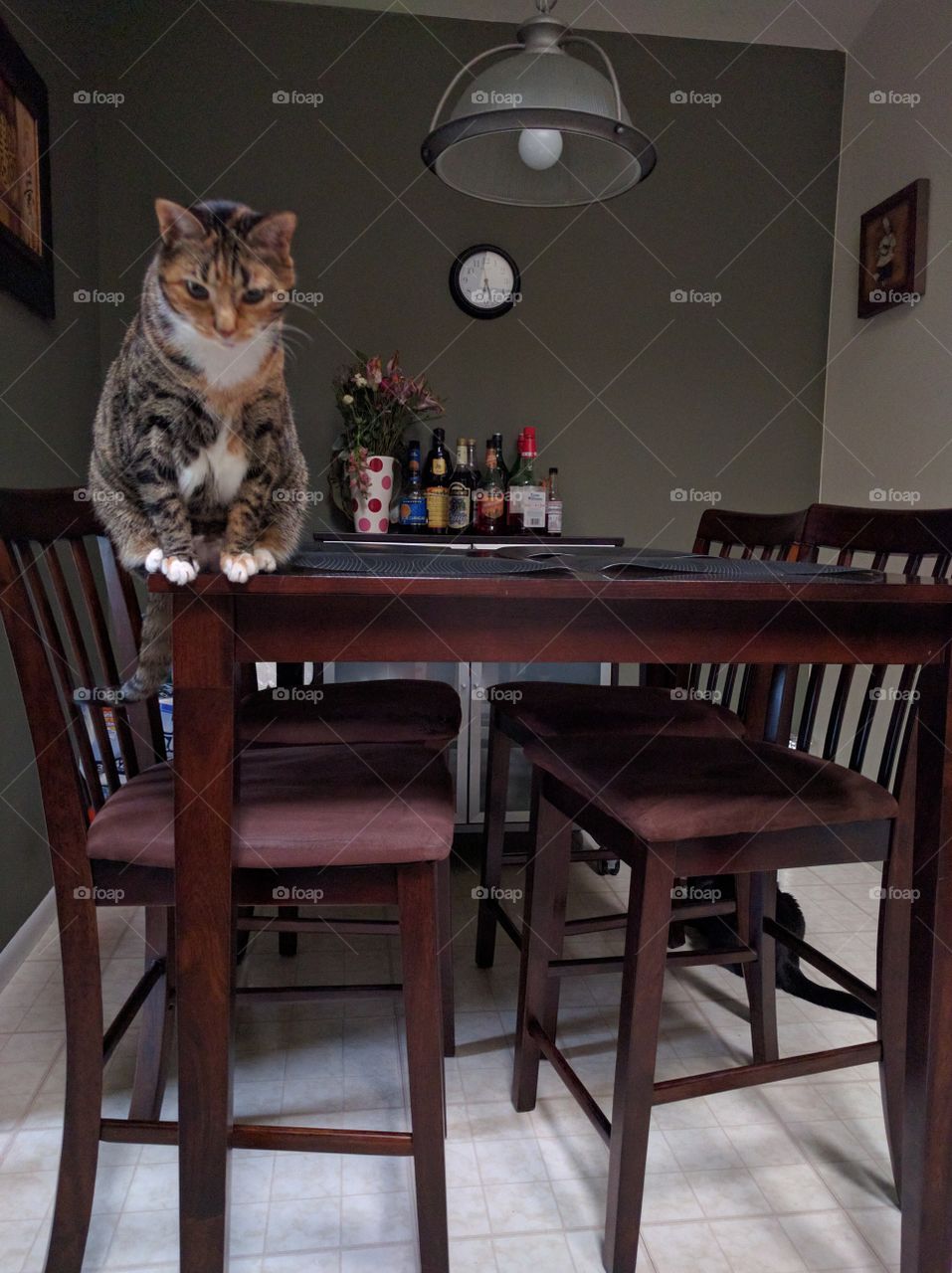 cat on the dinning table