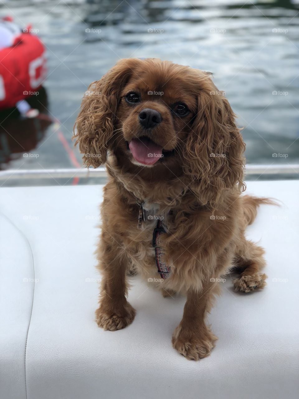 Sweet, ruby Cavalier King Charles Spaniel on a boat