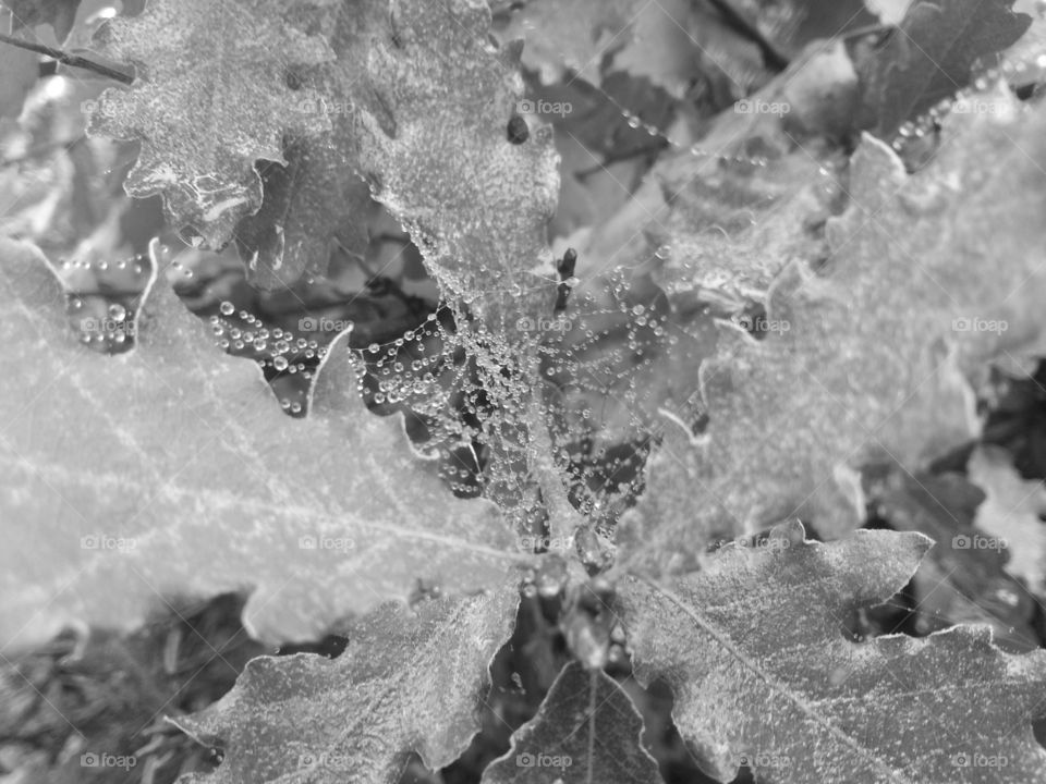 Frost, Leaf, Frozen, No Person, Abstract