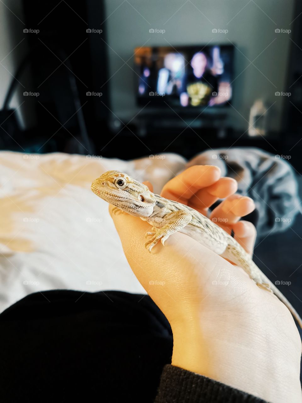 Zahme kleine Bartagame/ 3 Monate alt / Reptil