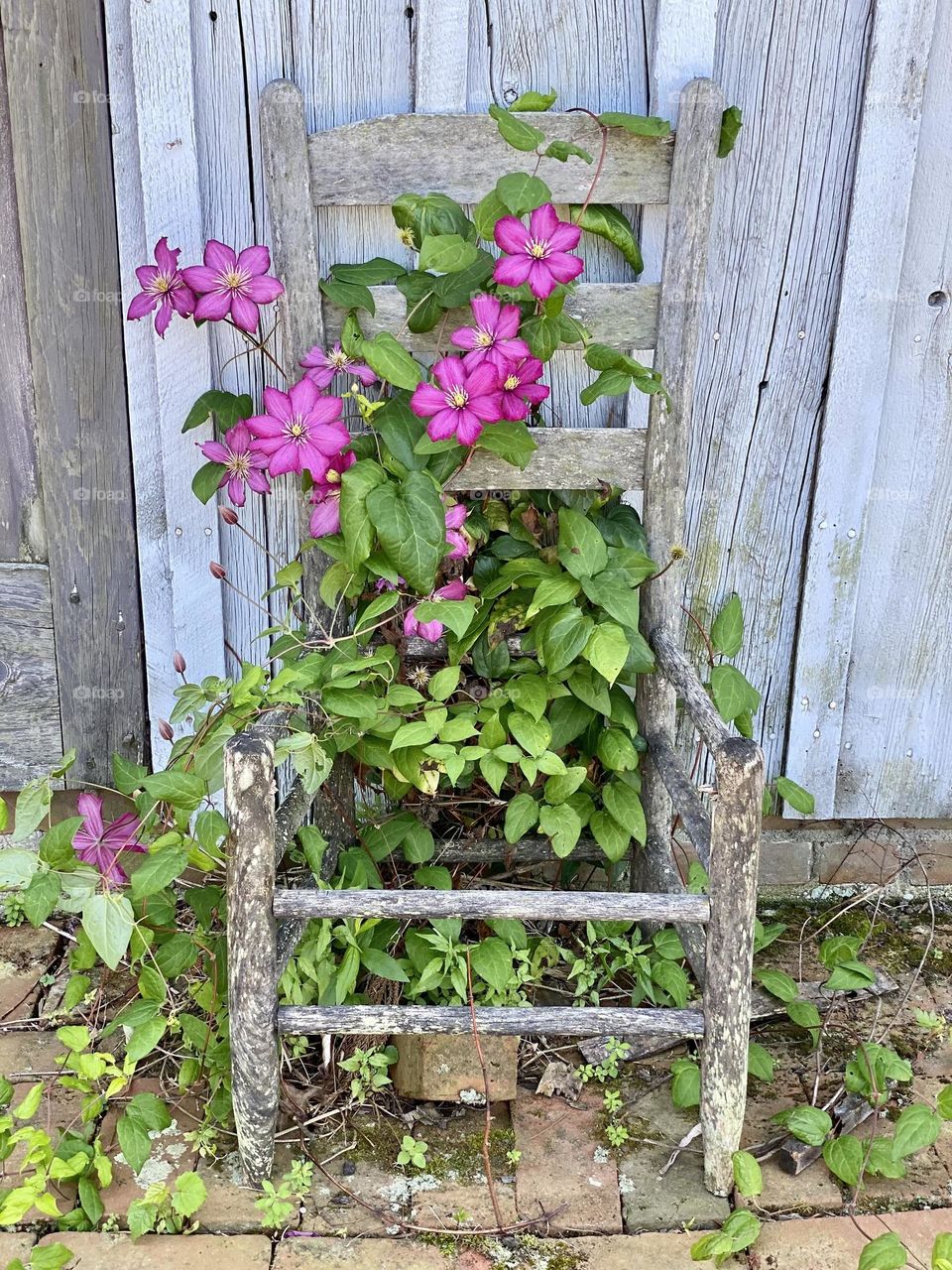 A beautiful pink clematis climbing up the frame of an old wooden chair sitting in front of an old weathered barn