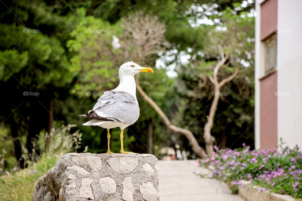 Odd numbers - seagull's looking for food