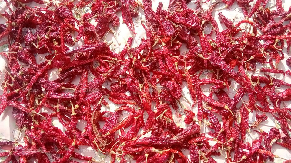 Red chilli
