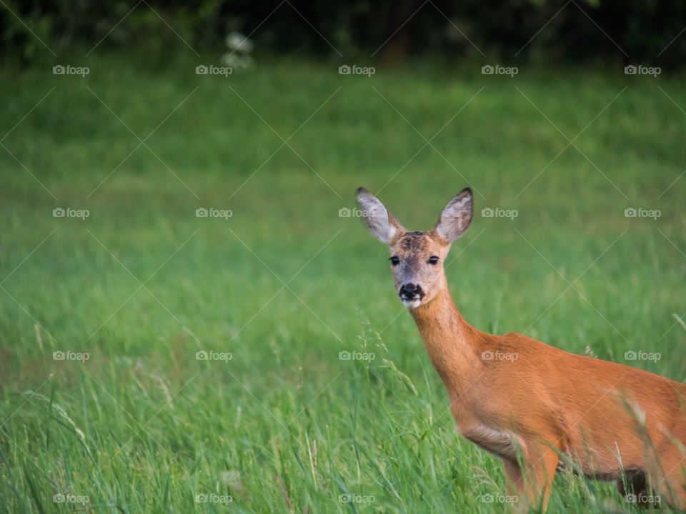 Sarna in grass