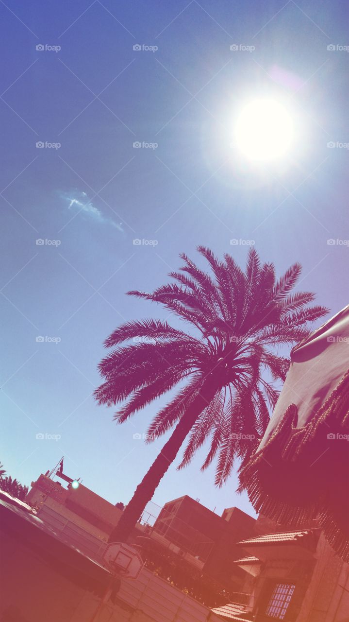 A palm tree in the hot sun of the summer time with clear blue sky and and a nice sunshine 