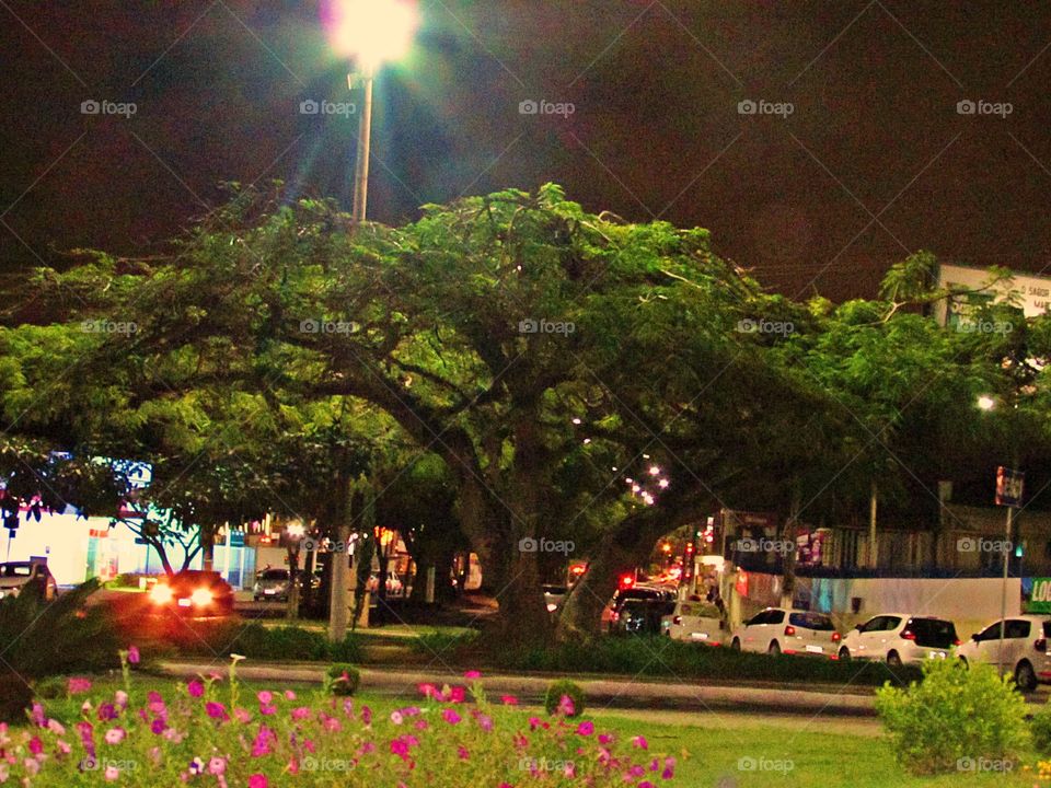 the park of this licalizada flowers in the city of Garanhuns / Brazil, a place of visitation that draws many people to admire the beauty of flowers