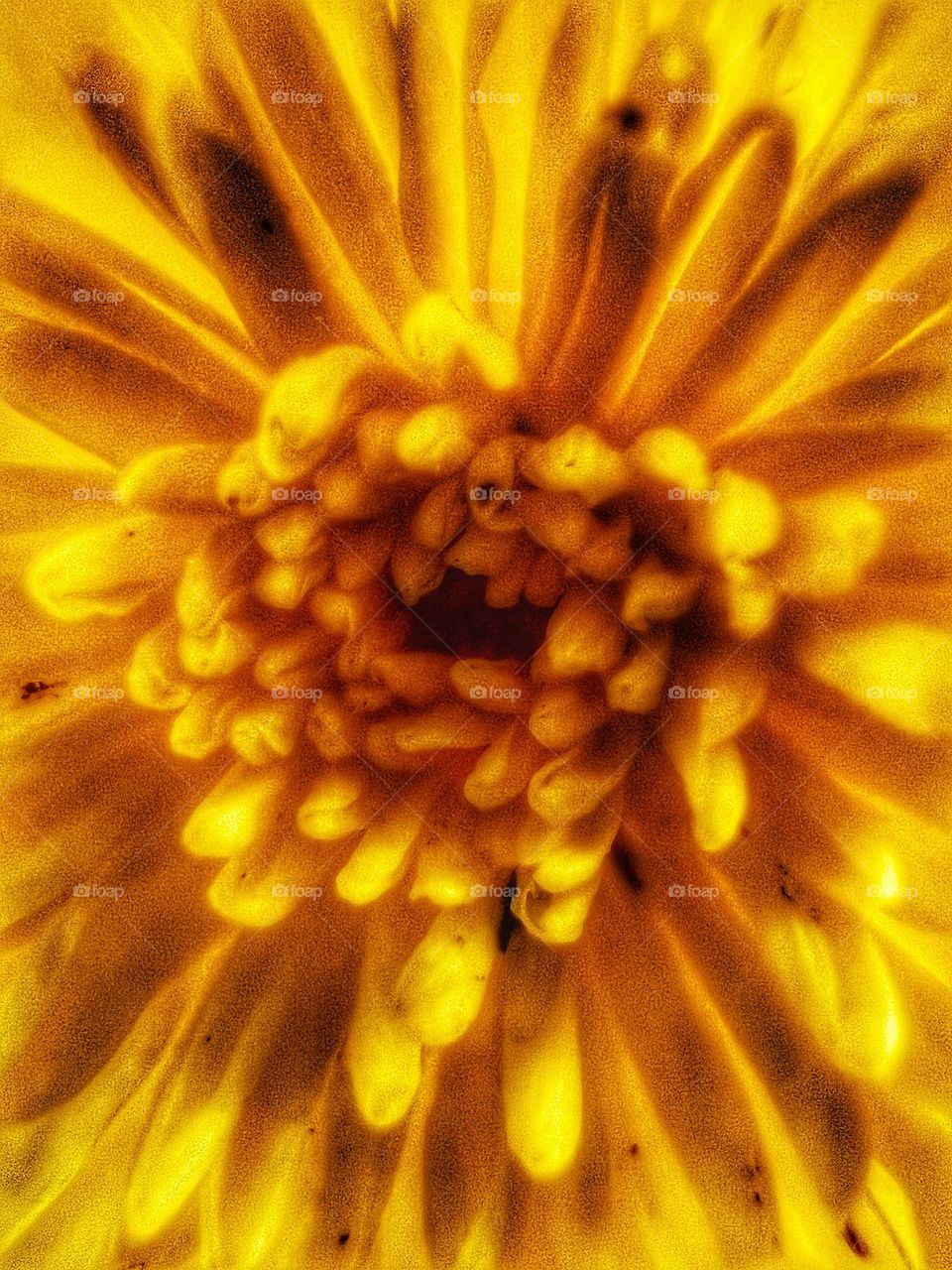 A golden yellow chrysanthemum