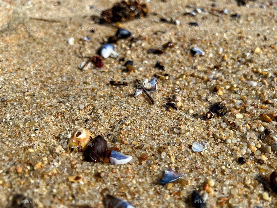Shell and sand