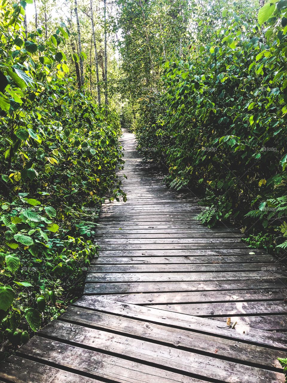 Trail through the forest 