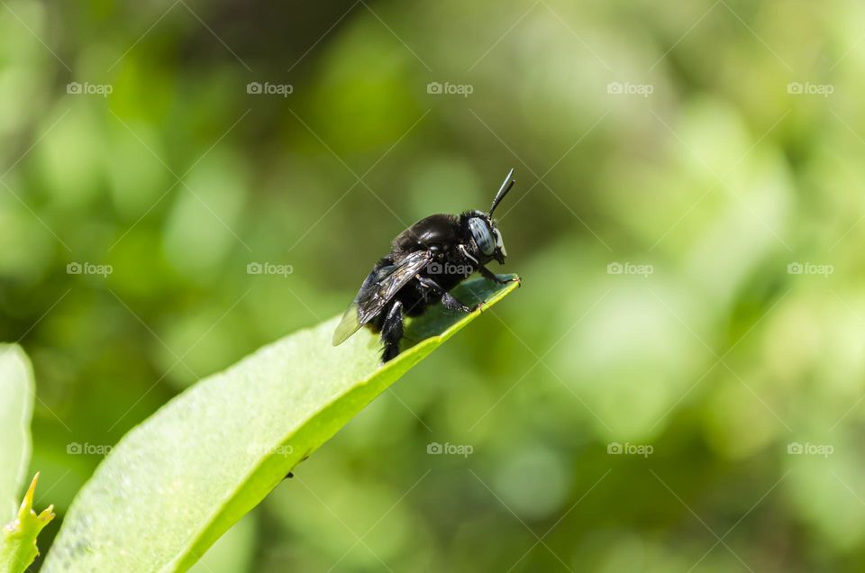 Carpenter Bee On Leaf