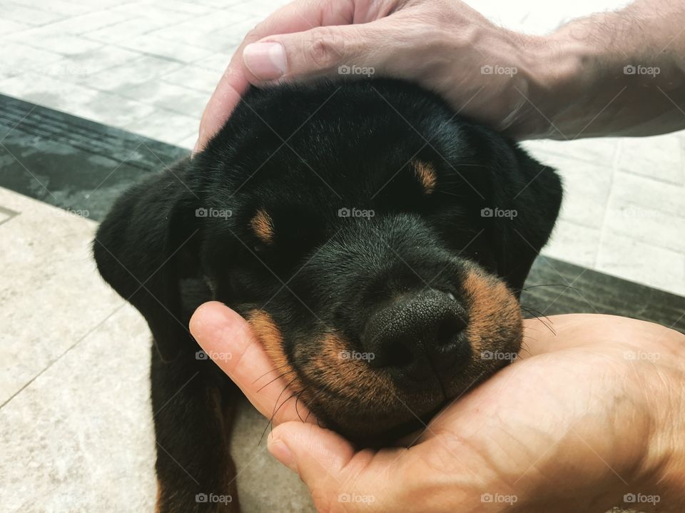 Cute Puppy (Rottweiler)