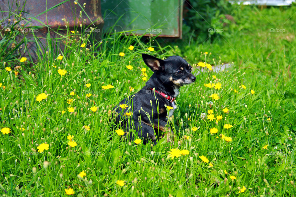 the dog is sitting on the grass in spring