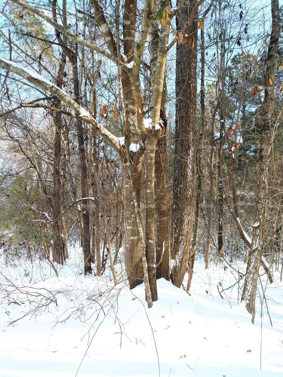 Winter Woods