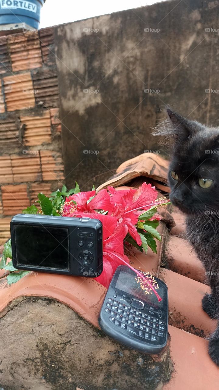 photographer cat