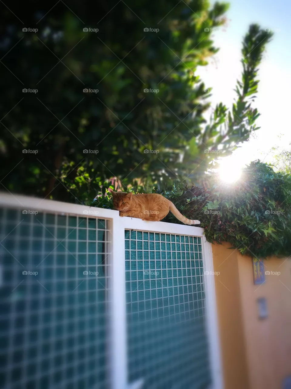 cat