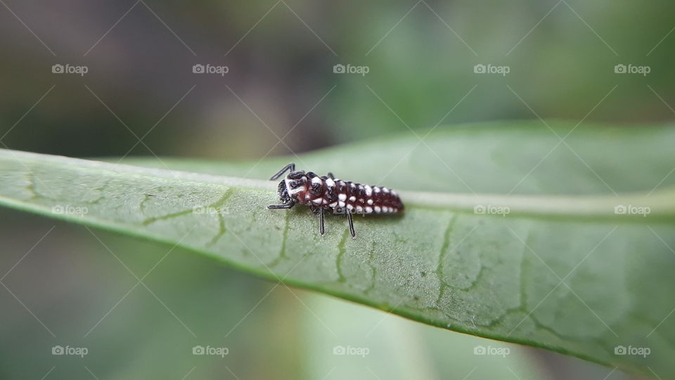 Striped Ladybird larvae.