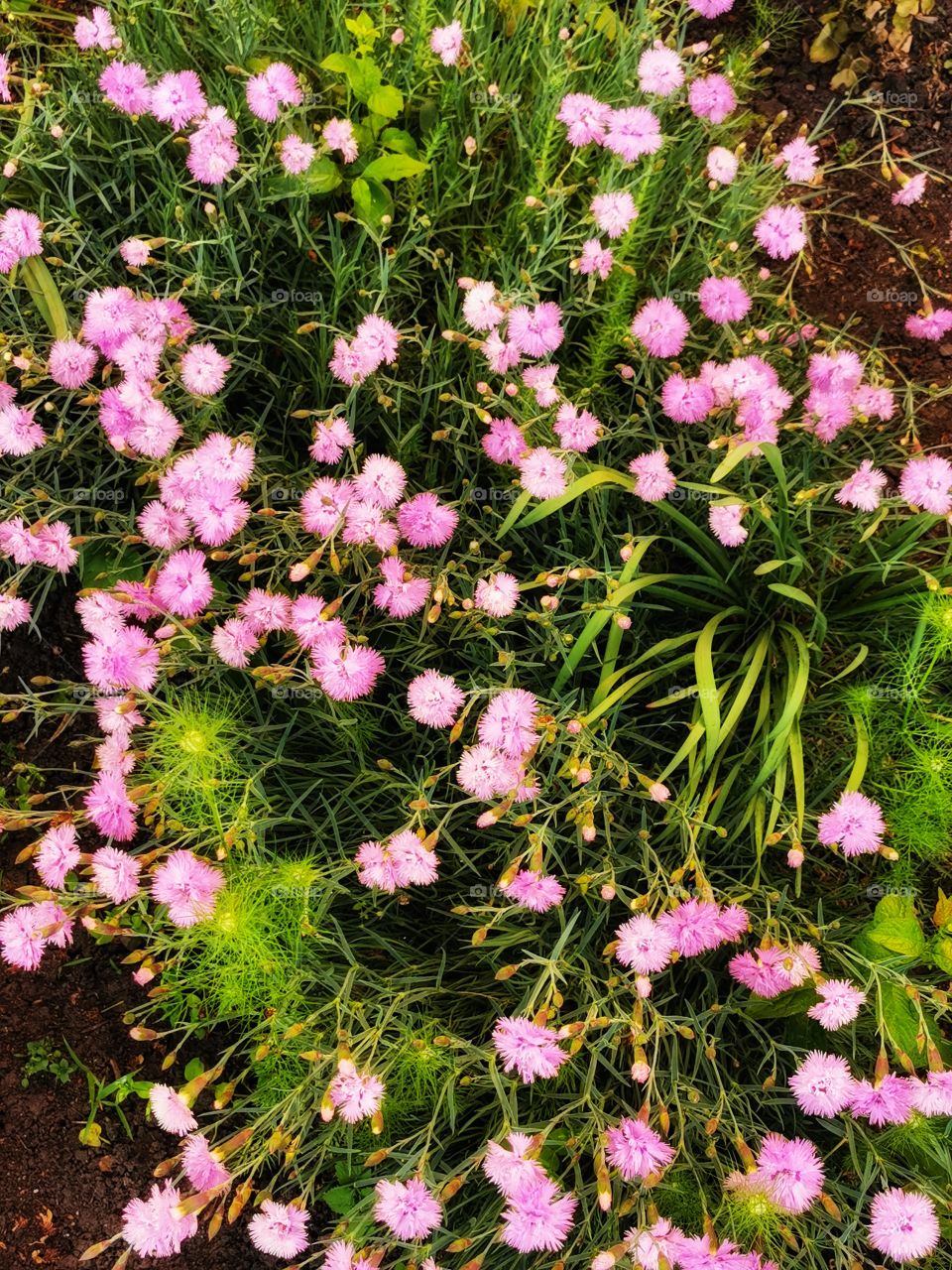 Color day outdoor nature greens wild street