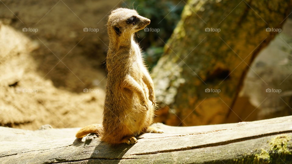 Meerkat