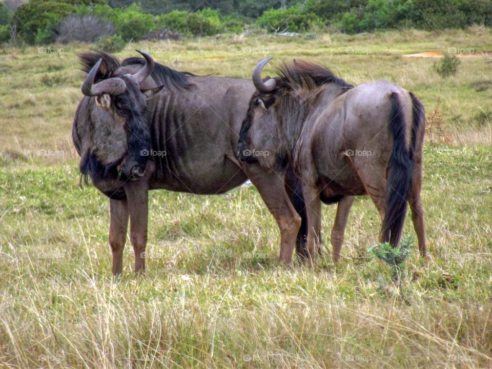 Two Wildebeest looking at each other in a grassland