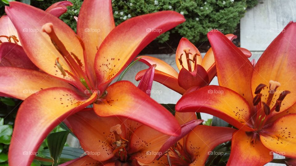 lily red fireworks