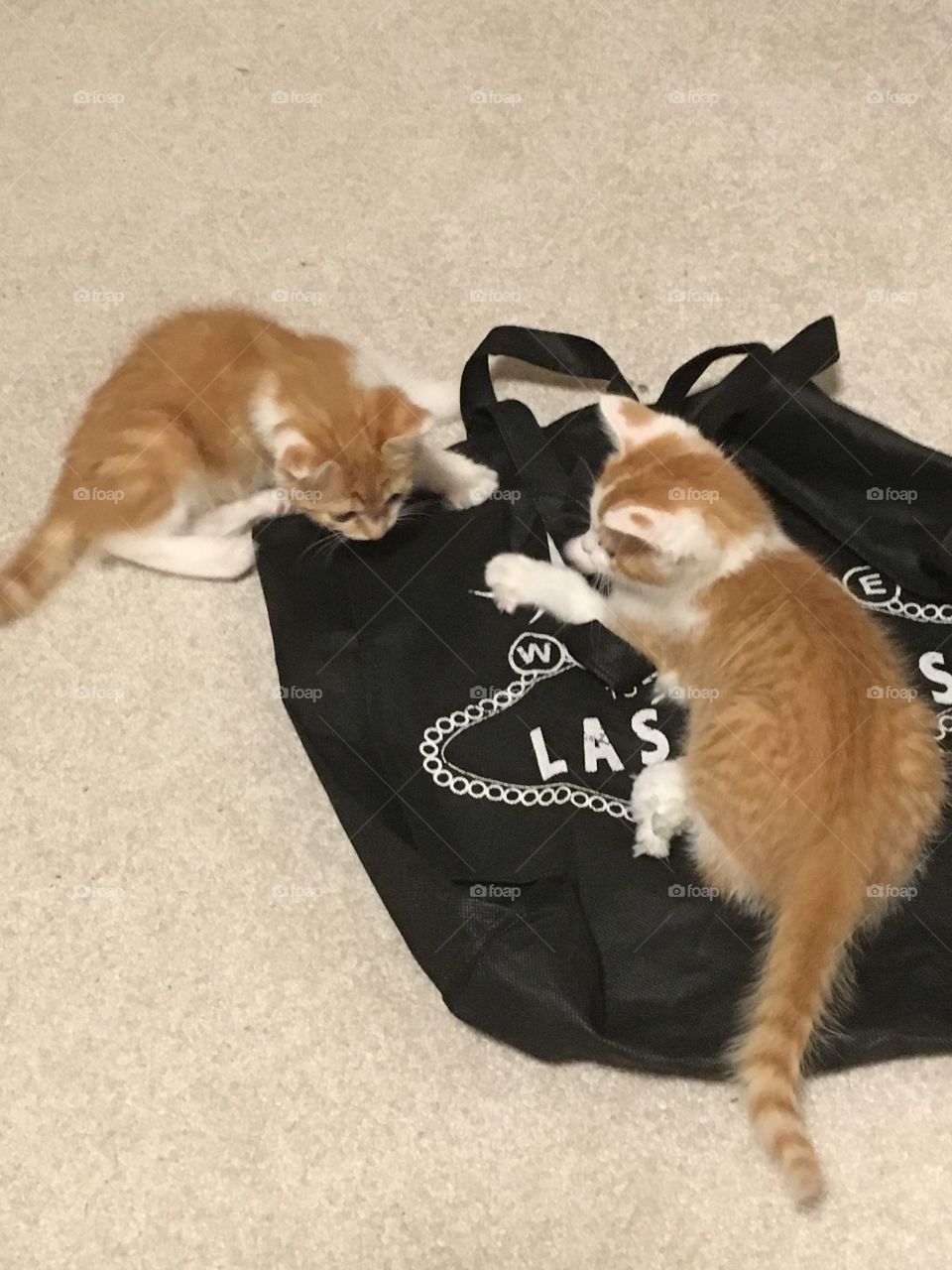 Kittens playing 