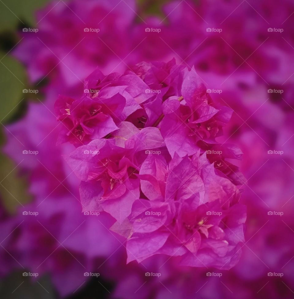 Bougenville or paper flowers...