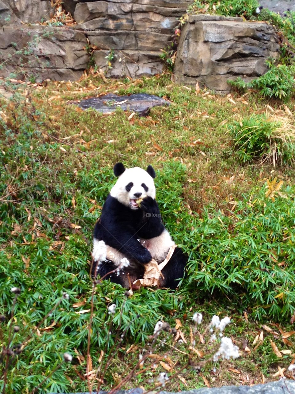 Giant panda eats a snack