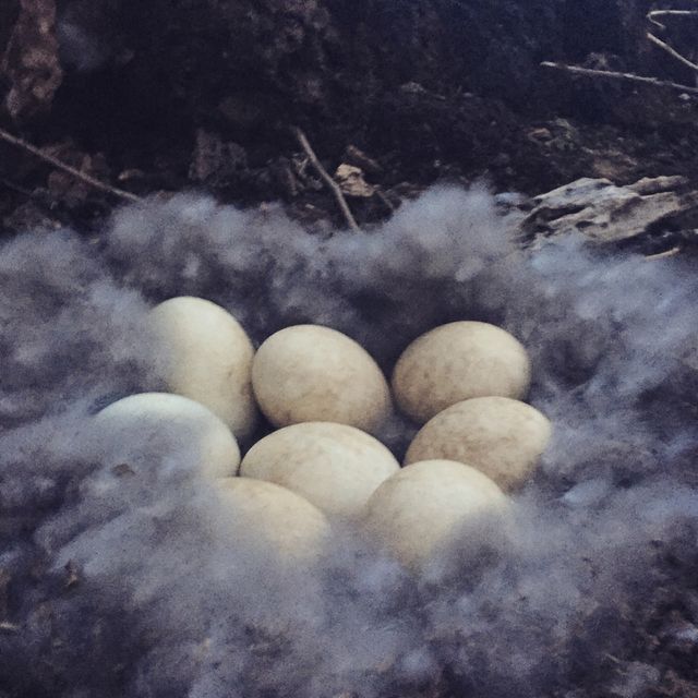 Goose nest