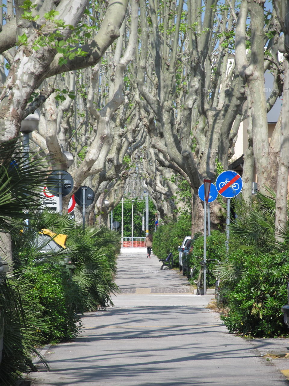 Sidewalk with trees
