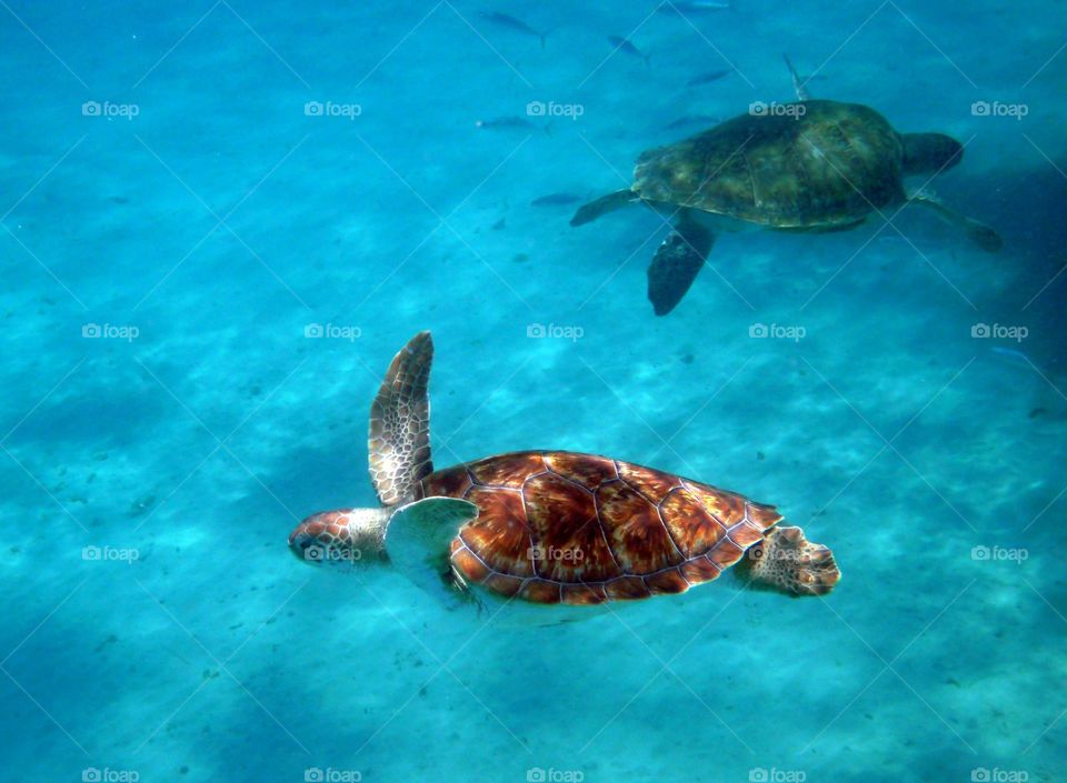 Sea turtles 