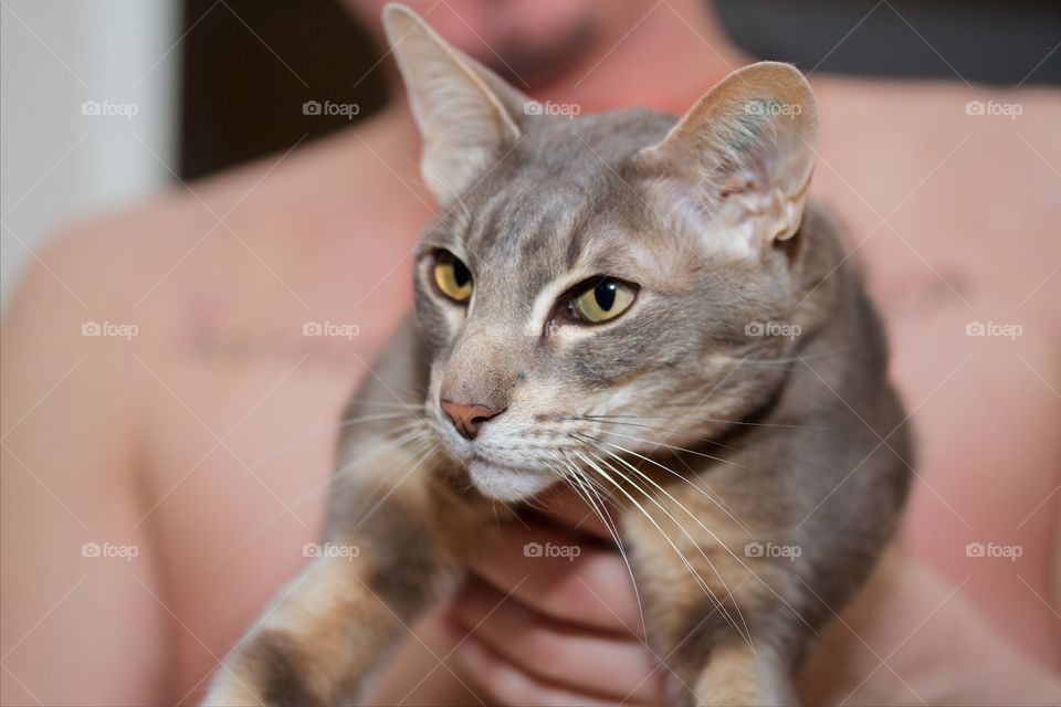 Close-up of person holding cat