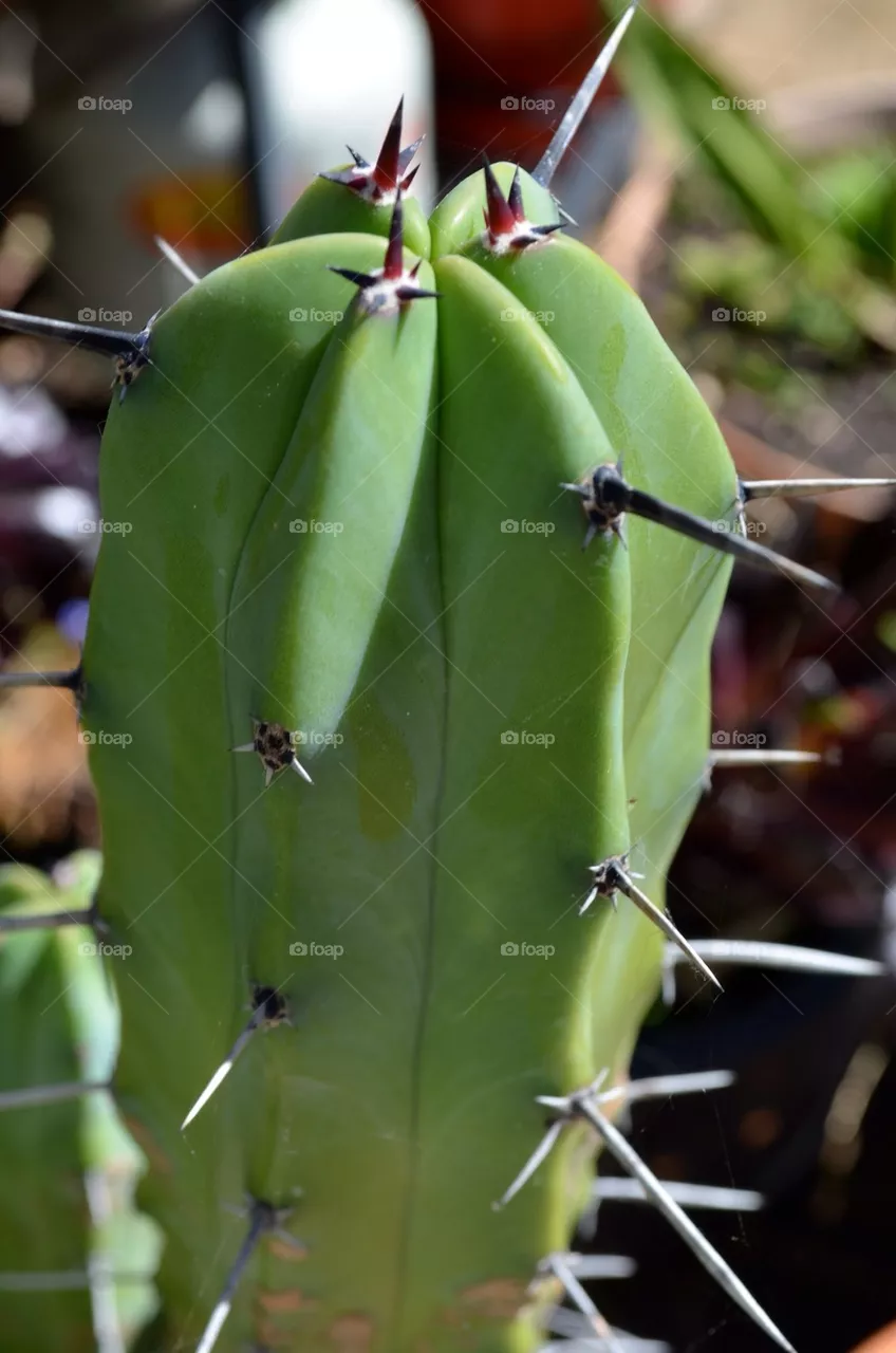 Cactus