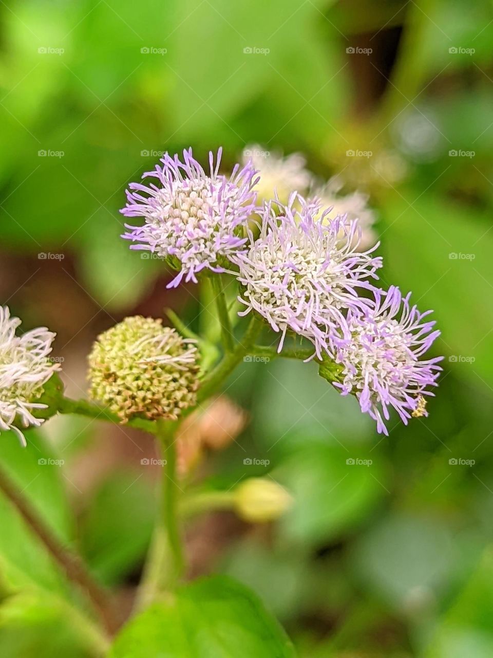 wild plant flower🌾